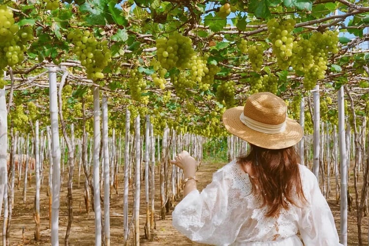 Vườn nho phan rang